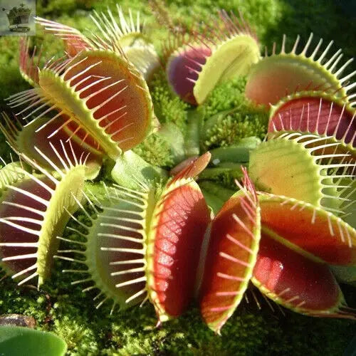 1 X VENUS FLY TRAP DIONAEA MUSCIPULA CARNIVOROUS HEALTHY INDOOR PLANT IN POT Royalcart