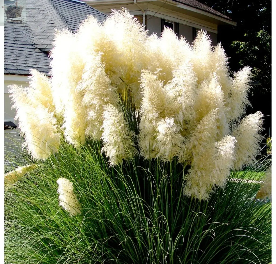 1 X WHITE ALBA CORTADERIA SELLOANA PAMPAS GRASS PUMILA TALL FEATHERY DECORATIVE Royalcart