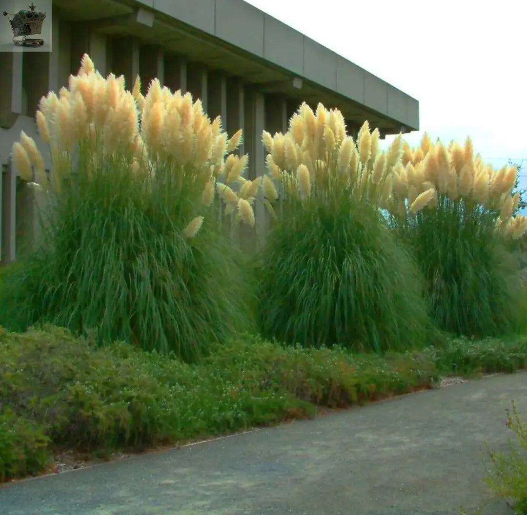 1 X WHITE ALBA CORTADERIA SELLOANA PAMPAS GRASS PUMILA TALL FEATHERY DECORATIVE Royalcart