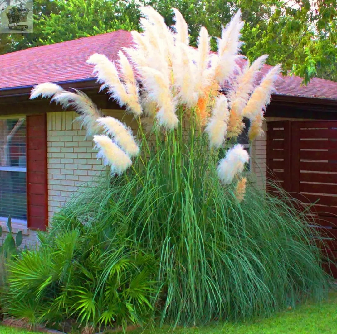 1 X WHITE ALBA CORTADERIA SELLOANA PAMPAS GRASS PUMILA TALL FEATHERY DECORATIVE Royalcart