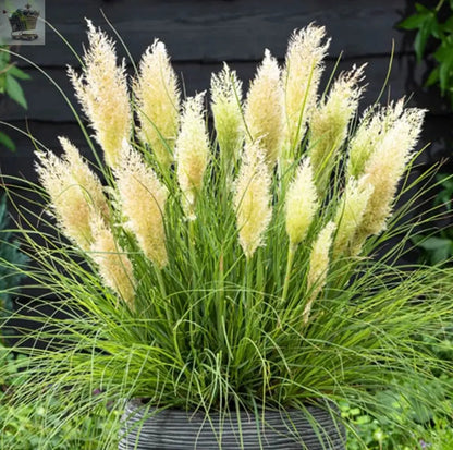 1 X WHITE ALBA CORTADERIA SELLOANA PAMPAS GRASS PUMILA TALL FEATHERY DECORATIVE Royalcart