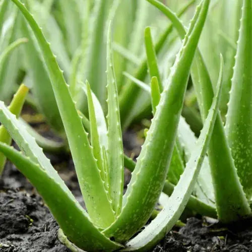 1 x Aloe Vera 25-35cm Potted Medicinal Indoor Plant Gift for Sale Royalcart