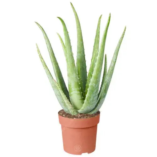 1 x Aloe Vera 25-35cm Potted Medicinal Indoor Plant Gift for Sale Royalcart