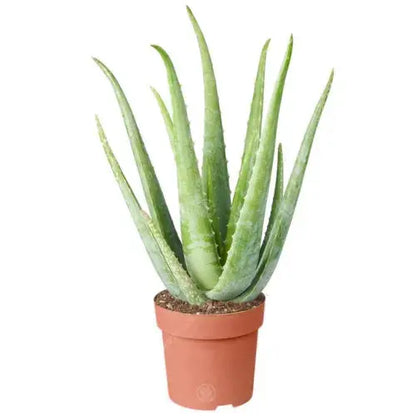 1 x Aloe Vera 25-35cm Potted Medicinal Indoor Plant Gift for Sale Royalcart