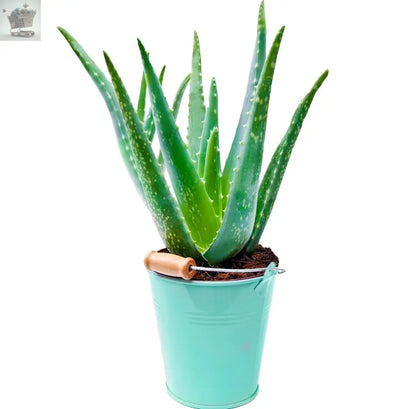 1 x Aloe Vera 25-35cm Potted Medicinal Indoor Plant Gift for Sale Royalcart