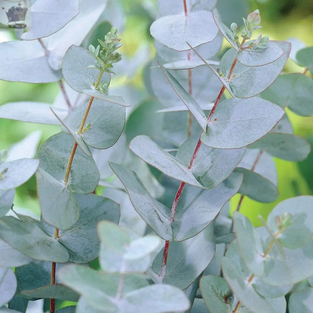 1 x Eucalyptus Gunnii Plant in a 3 Litre Pot Royalcart