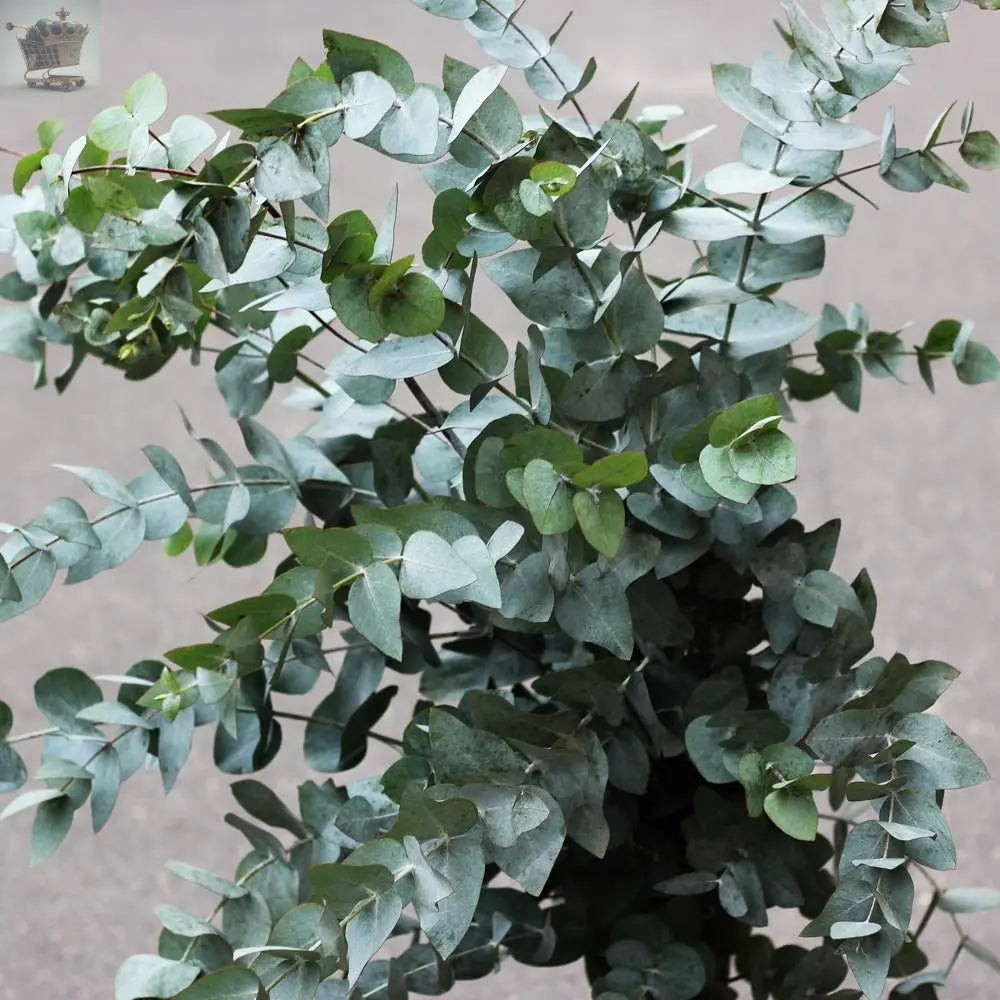 1 x Eucalyptus Gunnii Plant in a 3 Litre Pot Royalcart