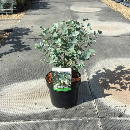 1 x Eucalyptus Gunnii Plant in a 3 Litre Pot Royalcart