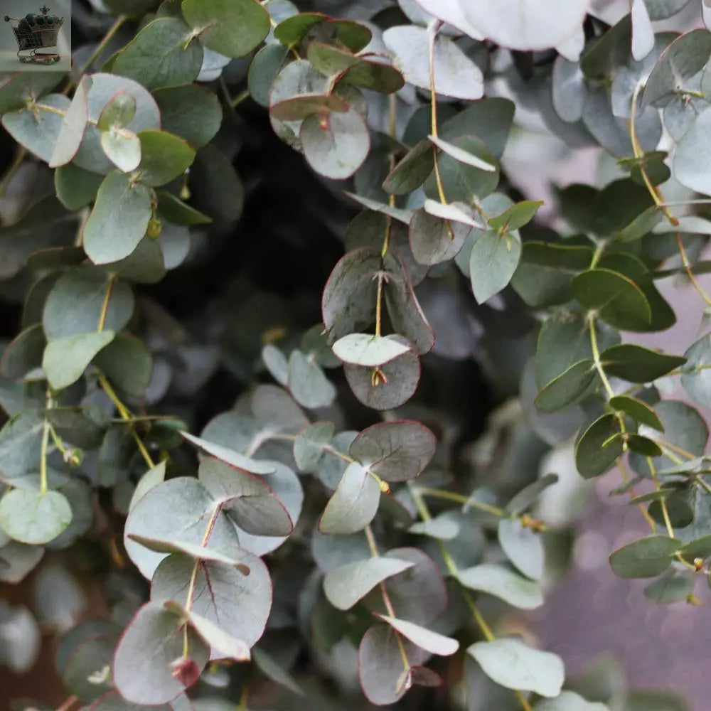 1 x Eucalyptus Gunnii Plant in a 3 Litre Pot Royalcart