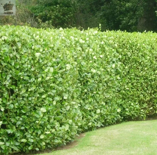 1.5-2ft Griselinia Littoralis Hedging Plants Evergreen Fast Growth 10cm Pots(Select quantity) Royalcart