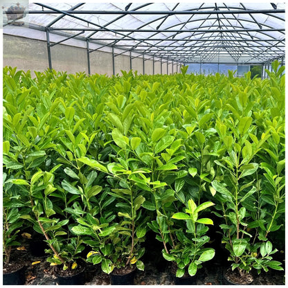 10 Cherry Laurel Hedging 3-4ft Evergreen Plants Multi Stem A+ 3 Litre Pots Royalcart