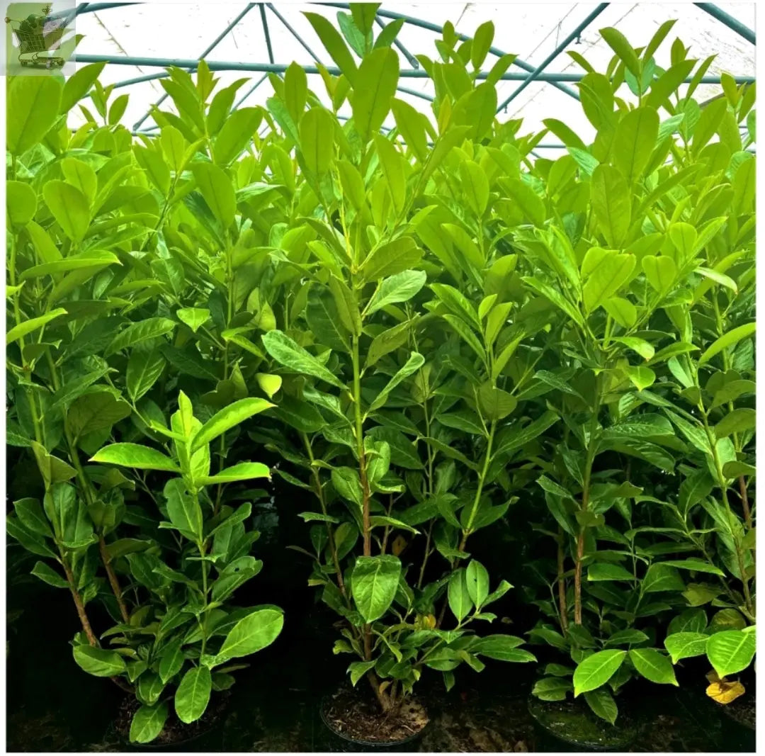 10 Cherry Laurel Hedging 3-4ft Evergreen Plants Multi Stem A+ 3 Litre Pots Royalcart