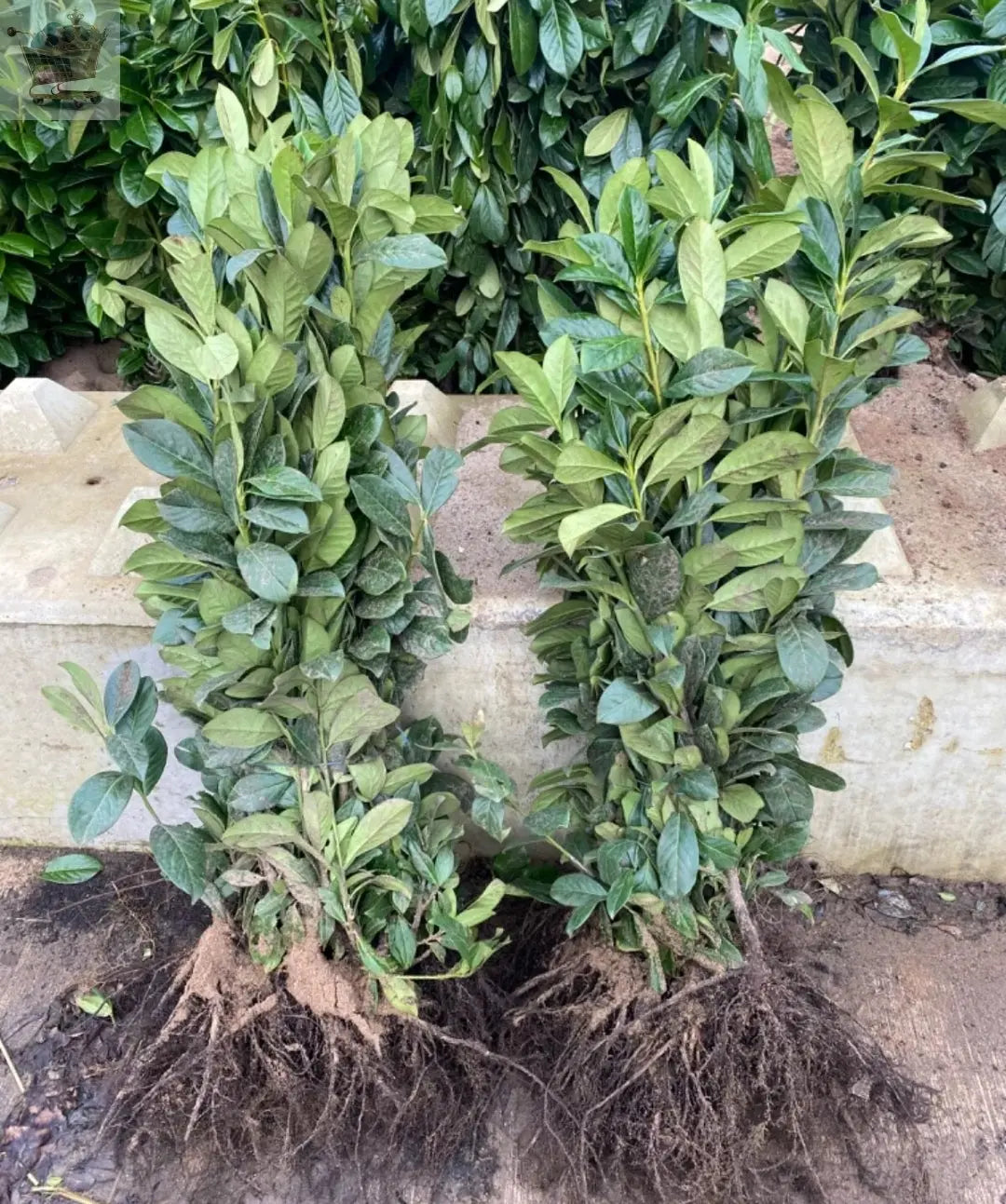 10 Cherry Laurel Hedging 40-60cm Evergreen Plants Bare Root Multi Stem A+ Grade - Royalcart