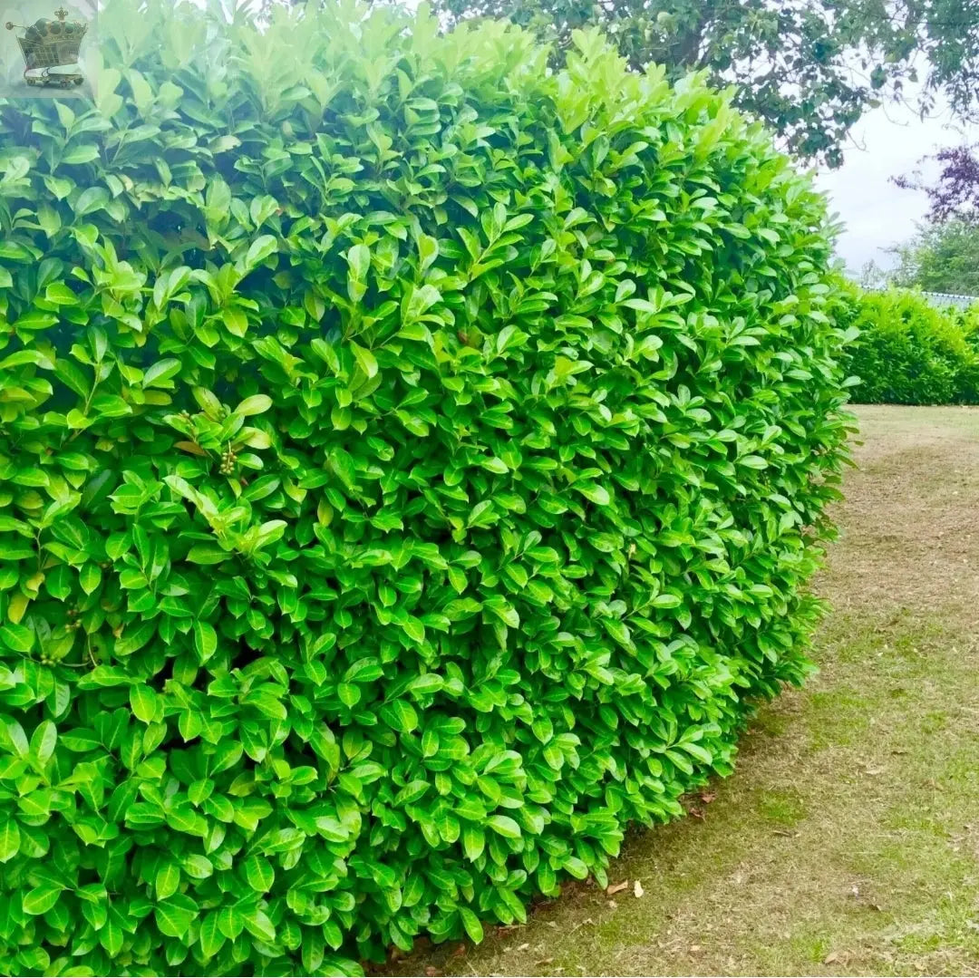 10 Cherry Laurel Hedging 40-60cm Evergreen Plants Bare Root Multi Stem A+ Grade - Royalcart