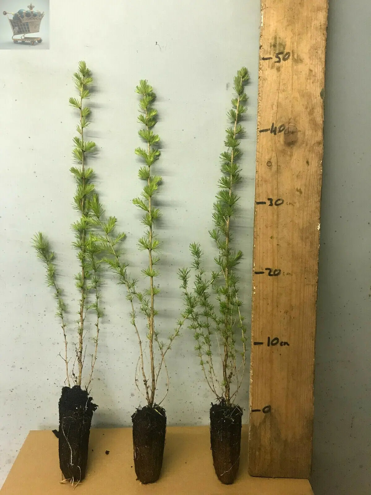 10 European Larch - Larix Eurolepsis - 40 - 60cm cell grow Royalcart