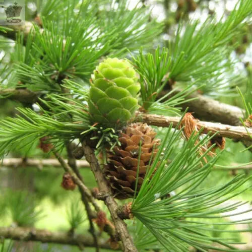 10 European Larch - Larix Eurolepsis - 40 - 60cm cell grown Gearcourt