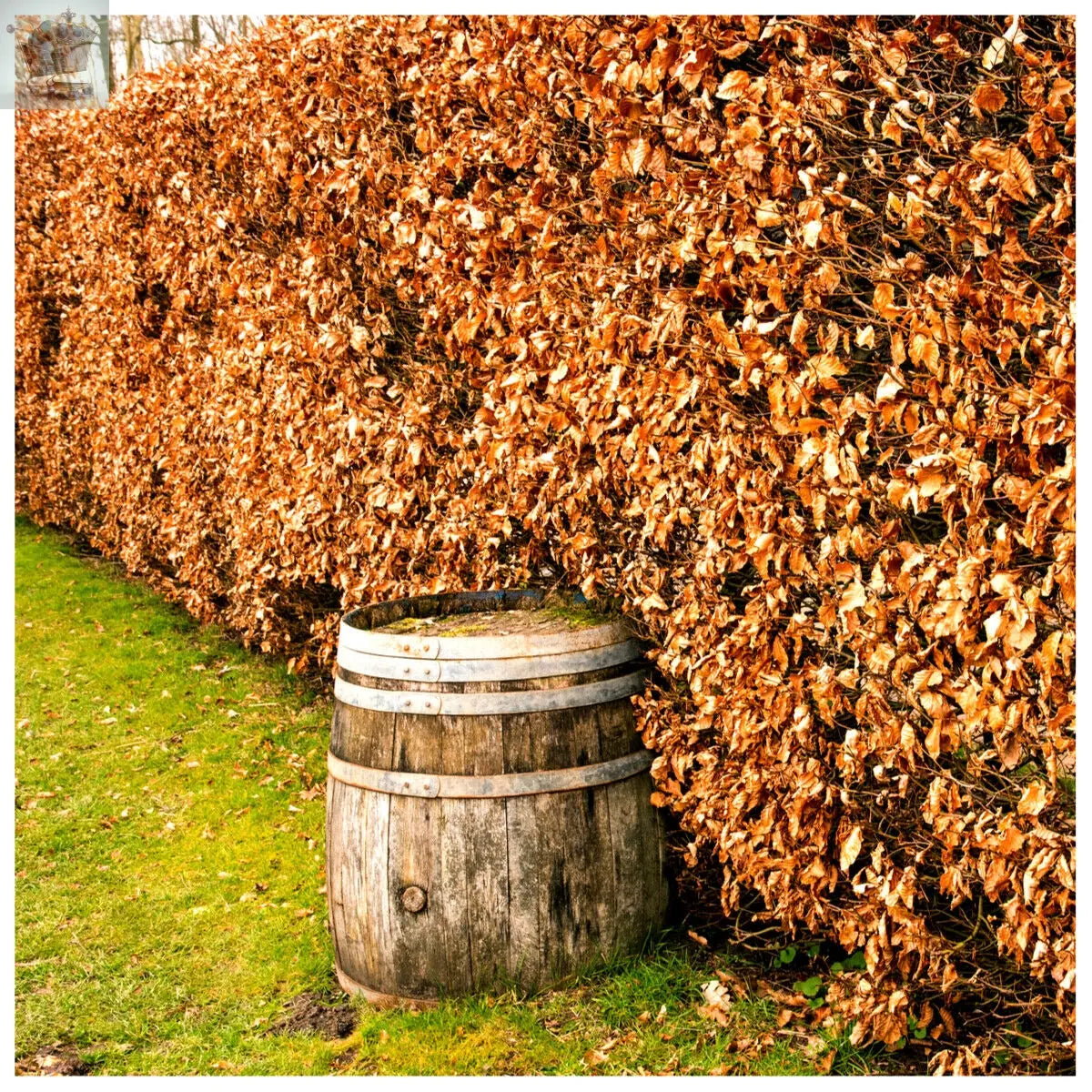 10 Green Beech Hedging 1-2ft 1L Pots Fagus Sylvatica Trees,Brown Winter Leaves Gearcourt