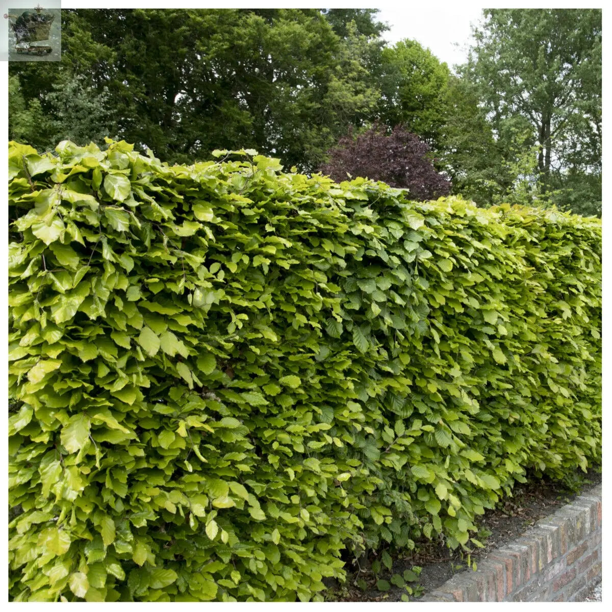 10 Green Beech Hedging 1-2ft 1L Pots Fagus Sylvatica Trees,Brown Winter Leaves Gearcourt