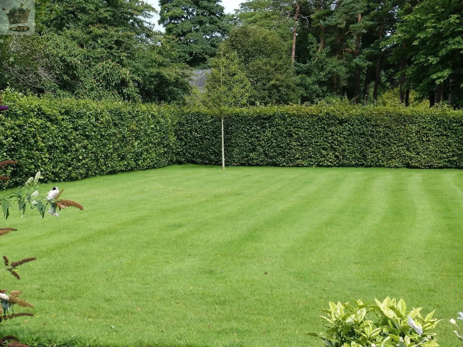 10 Green Beech Hedging 1-2ft 1L Pots Fagus Sylvatica Trees,Brown Winter Leaves Gearcourt