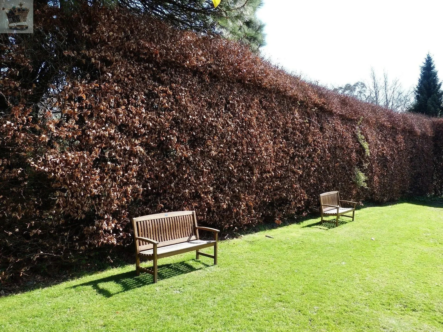 10 Green Beech Hedging 1-2ft 1L Pots Fagus Sylvatica Trees,Brown Winter Leaves Gearcourt