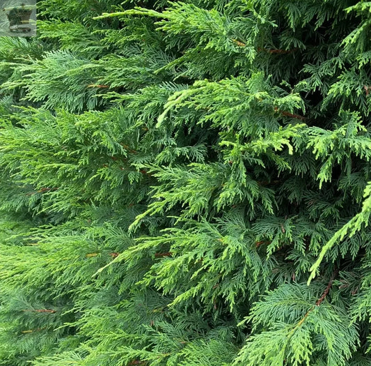 10 Green Leylandii Hedging 4-5ft Evergreen Conifer 3 Litre Pots And Canes Royalcart