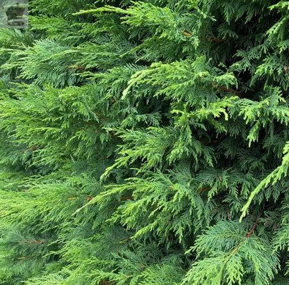 10 Green Leylandii Hedging 4-5ft Evergreen Conifer 3 Litre Pots And Canes Royalcart