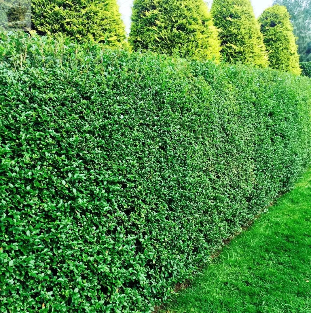 10 Green Privet Hedging 30-40cm Evergreen Plants Ligustrum Ovalifolium Potted Gearcourt