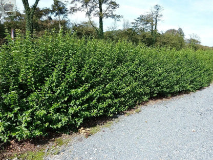 10 Green Privet Hedging 30-40cm Evergreen Plants Ligustrum Ovalifolium Potted Gearcourt