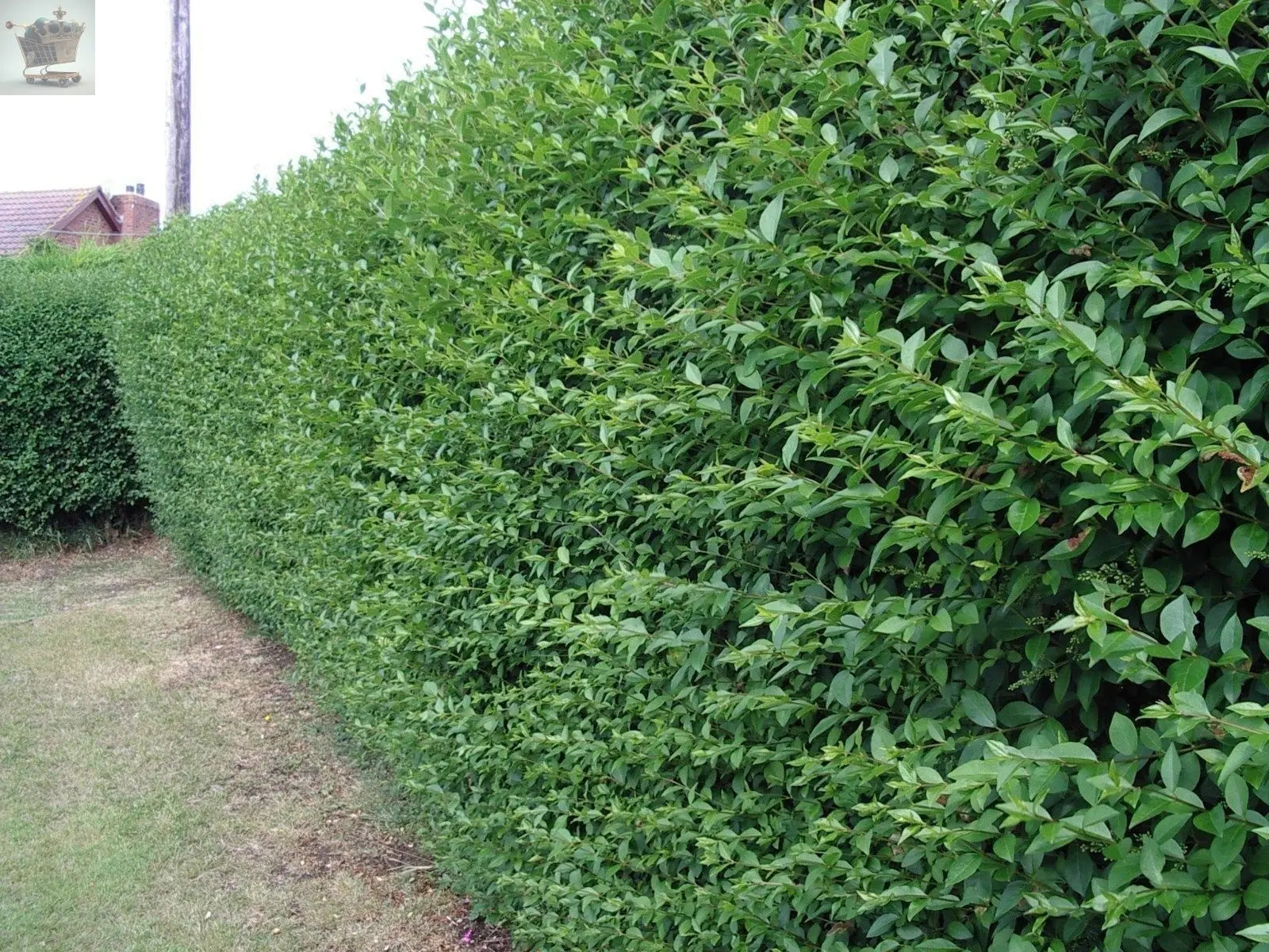 10 Green Privet Hedging 30-40cm Evergreen Plants Ligustrum Ovalifolium Potted Gearcourt