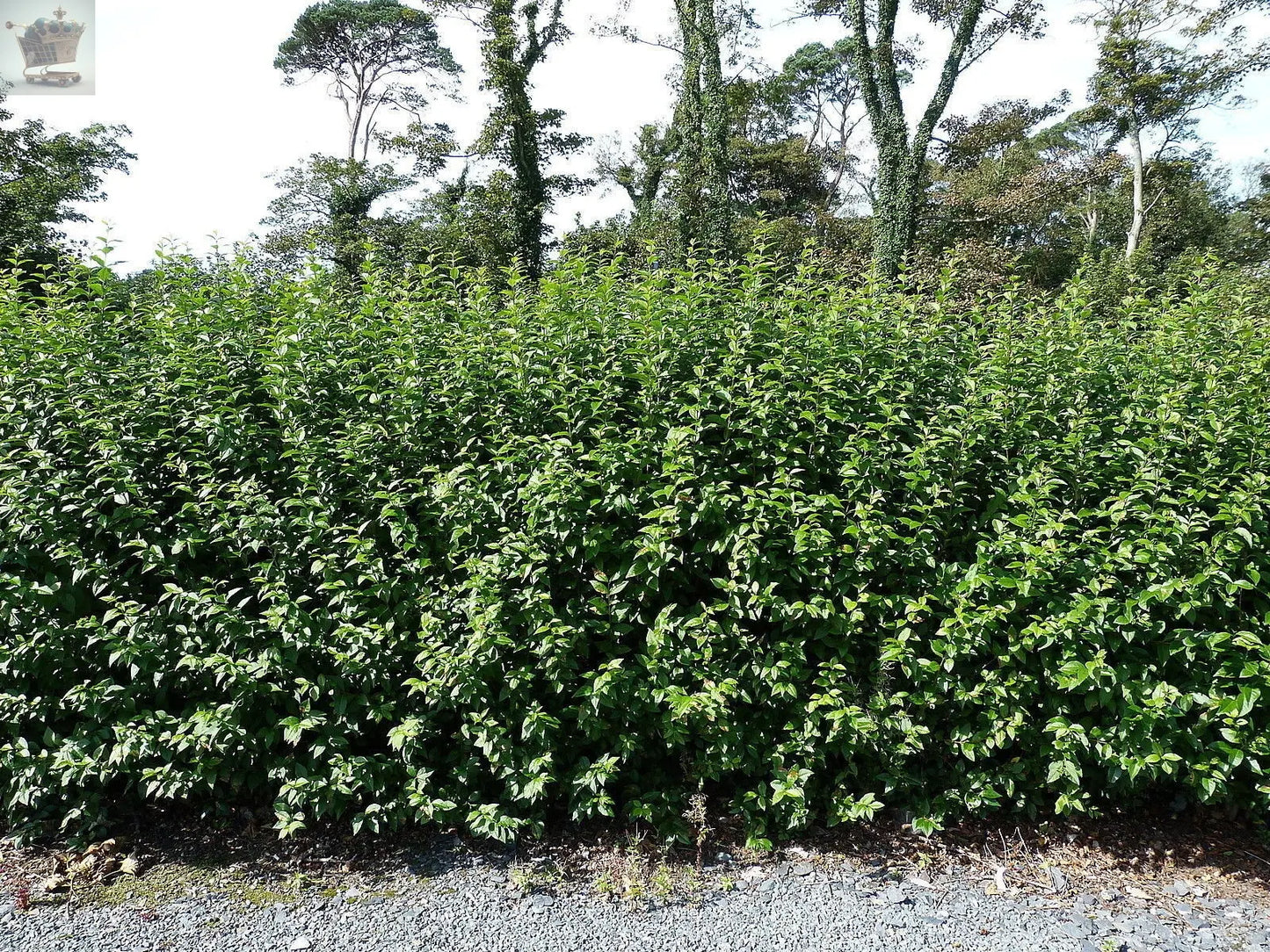 10 Green Privet Hedging 30-40cm Evergreen Plants Ligustrum Ovalifolium Potted Gearcourt