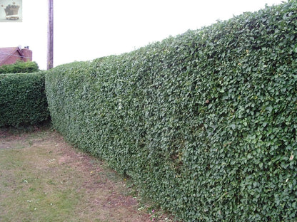 10 Green Privet Hedging 30-40cm Evergreen Plants Ligustrum Ovalifolium Potted Gearcourt