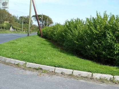 10 Green Privet Hedging 30-40cm Evergreen Plants Ligustrum Ovalifolium Potted Gearcourt