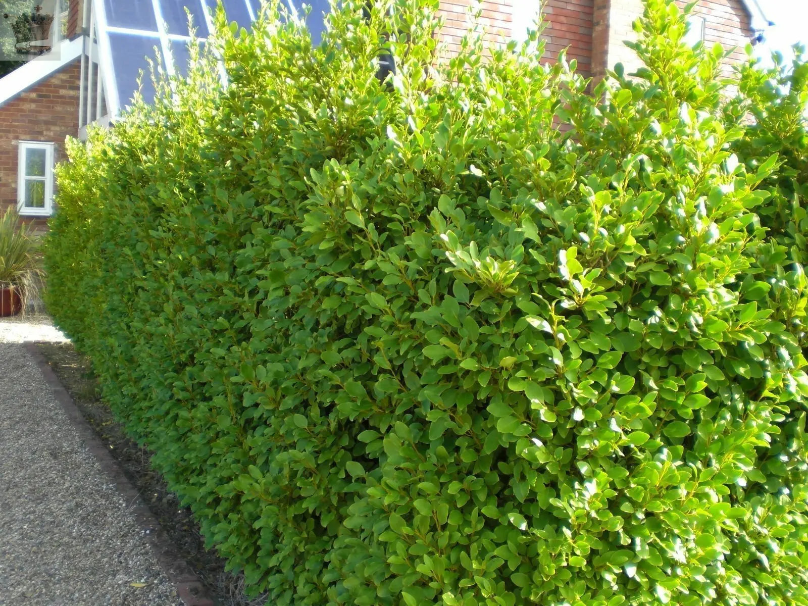 10 Griselinia Littoralis Hedging Plants 35-50cm Evergreen Fast Growth 10cm Pots Royalcart