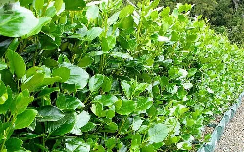 10 Griselinia Littoralis Hedging Plants 35-50cm Evergreen Fast Growth 10cm Pots Royalcart