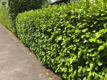 10 Griselinia Littoralis Hedging Plants 35-50cm Evergreen Fast Growth 10cm Pots Royalcart