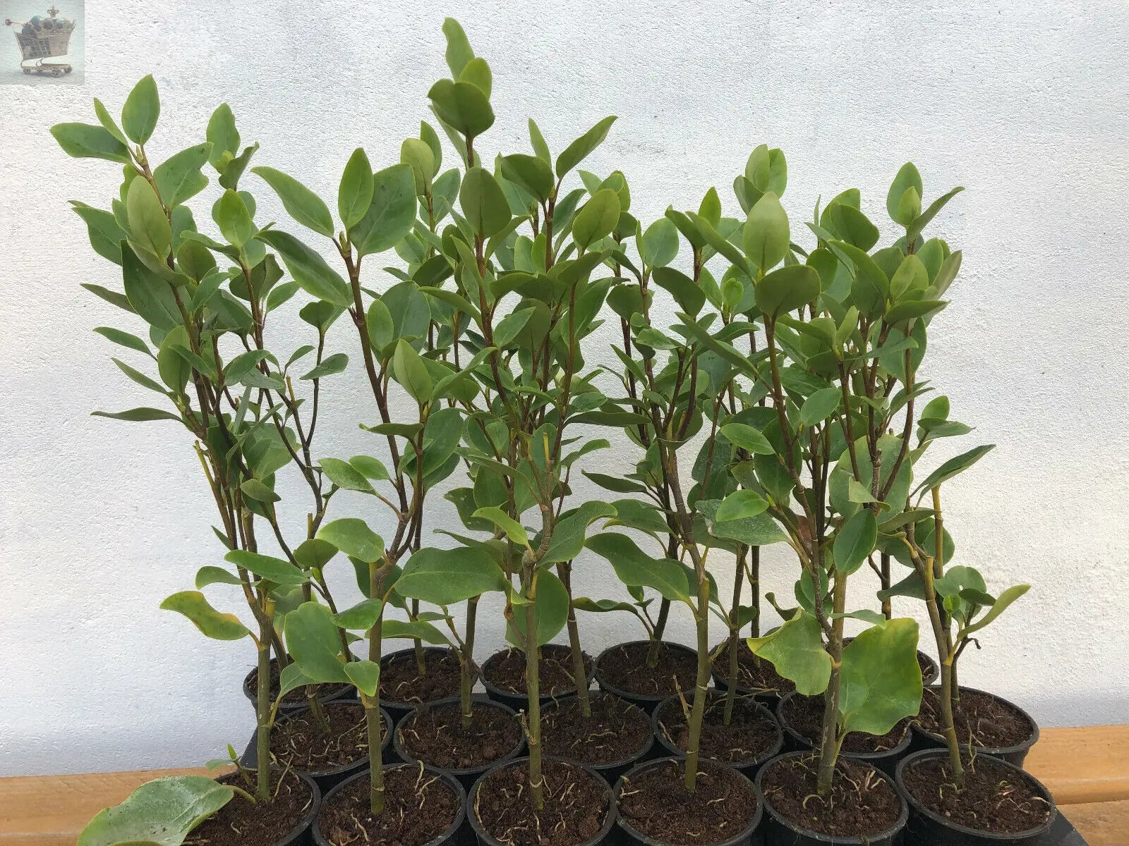 10 Griselinia Littoralis Hedging Plants 35-50cm Evergreen Fast Growth 10cm Pots Royalcart