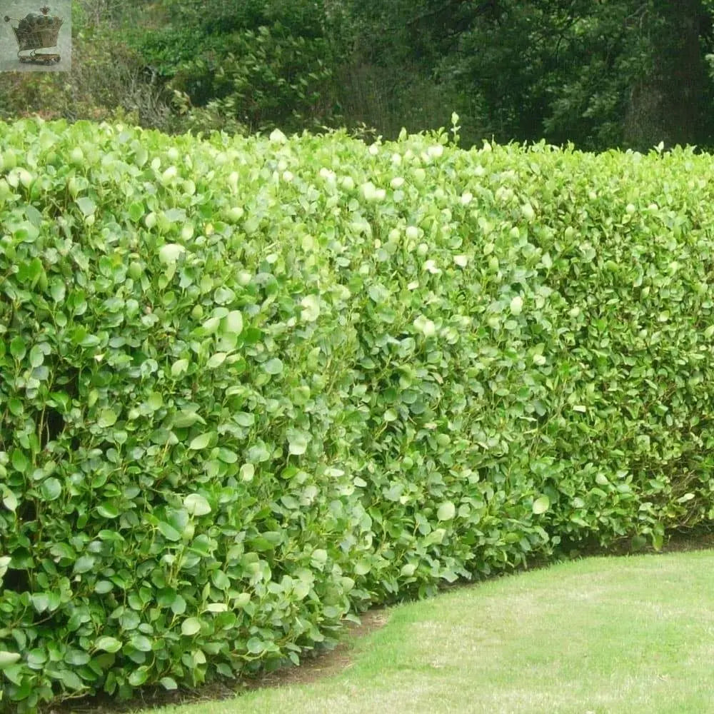 10 Griselinia Littoralis Hedging Plants 35-50cm Evergreen Fast Growth 10cm Pots Royalcart