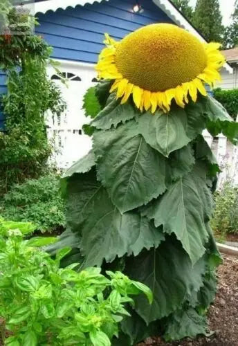 10 Mongolian Giant Sunflower Seeds Gearcourt