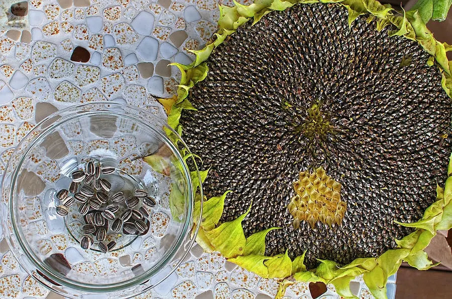 10 Mongolian Giant Sunflower Seeds Gearcourt