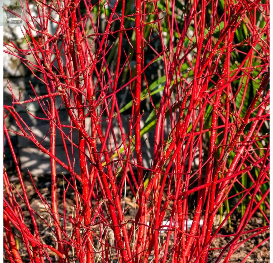 10 RED DOGWOOD 2-3FT HEDGING BARE ROOT PLANTS,BEAUTIFUL RED BARK CORNUS ALBA SIBIRICA Royalcart