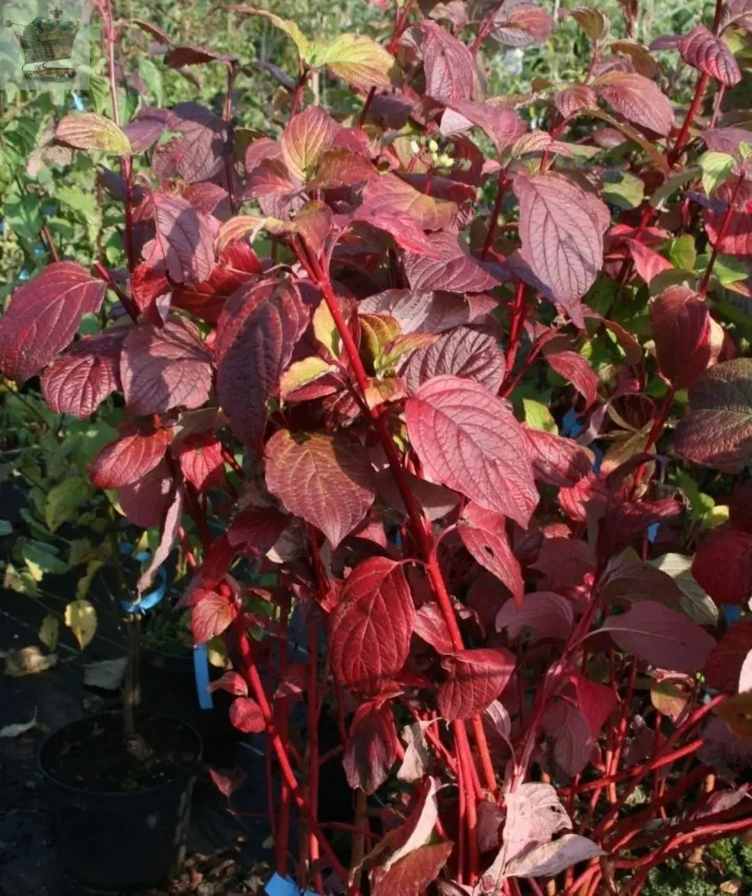 10 RED DOGWOOD 2-3FT HEDGING BARE ROOT PLANTS,BEAUTIFUL RED BARK CORNUS ALBA SIBIRICA Royalcart