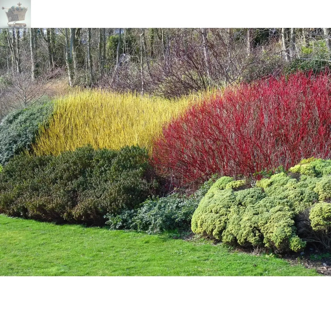 10 RED DOGWOOD 2-3FT HEDGING BARE ROOT PLANTS,BEAUTIFUL RED BARK CORNUS ALBA SIBIRICA Royalcart