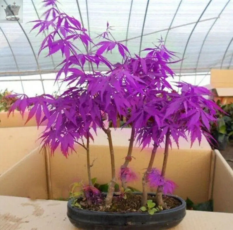 10 Seeds Purple Ghost Japanese Maple Bonsai Tree Royalcart