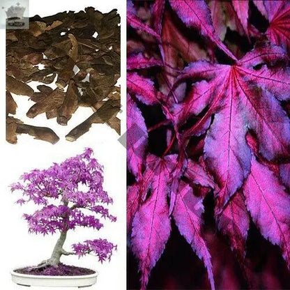 10 Seeds Purple Ghost Japanese Maple Bonsai Tree Royalcart