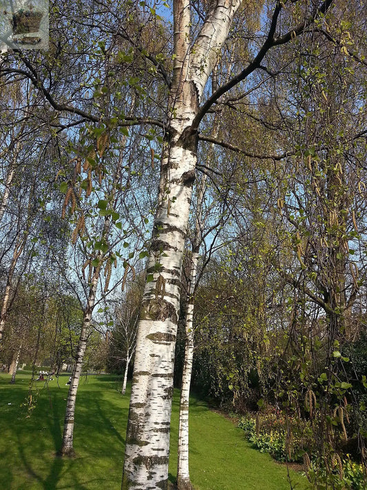 10 Silver Birch Native Trees 3-4ft Hedges Betula Pendula,2 Yr Old & Feathered Gearcourt