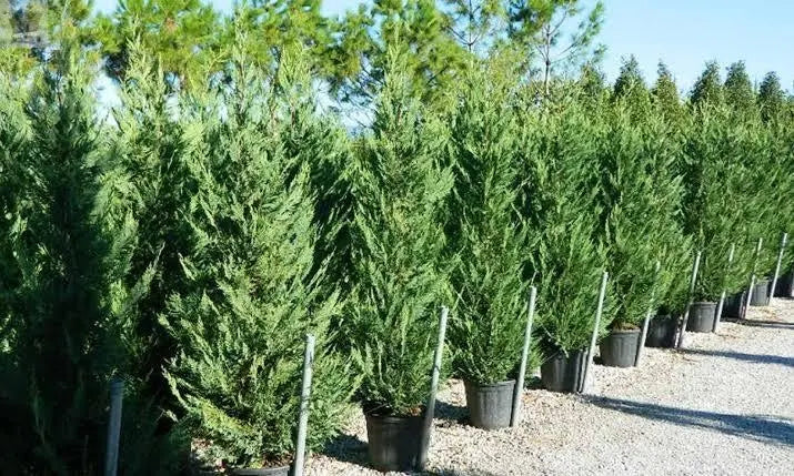 10 X 50-70cm LEYLANDII GREEN EVERGREEN CONIFER HEDGING LEYLANDII PLANT POTTED PACK OF 10 PLANTS Gearcourt