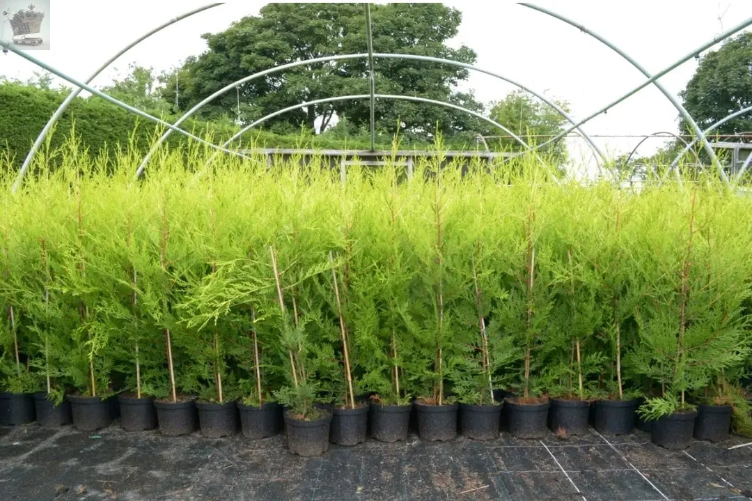 10 X 90cms CASTLEWELLAN LEYLANDII GOLD HEDGING CONIFERS 2ltr POTS
3ft Royalcart