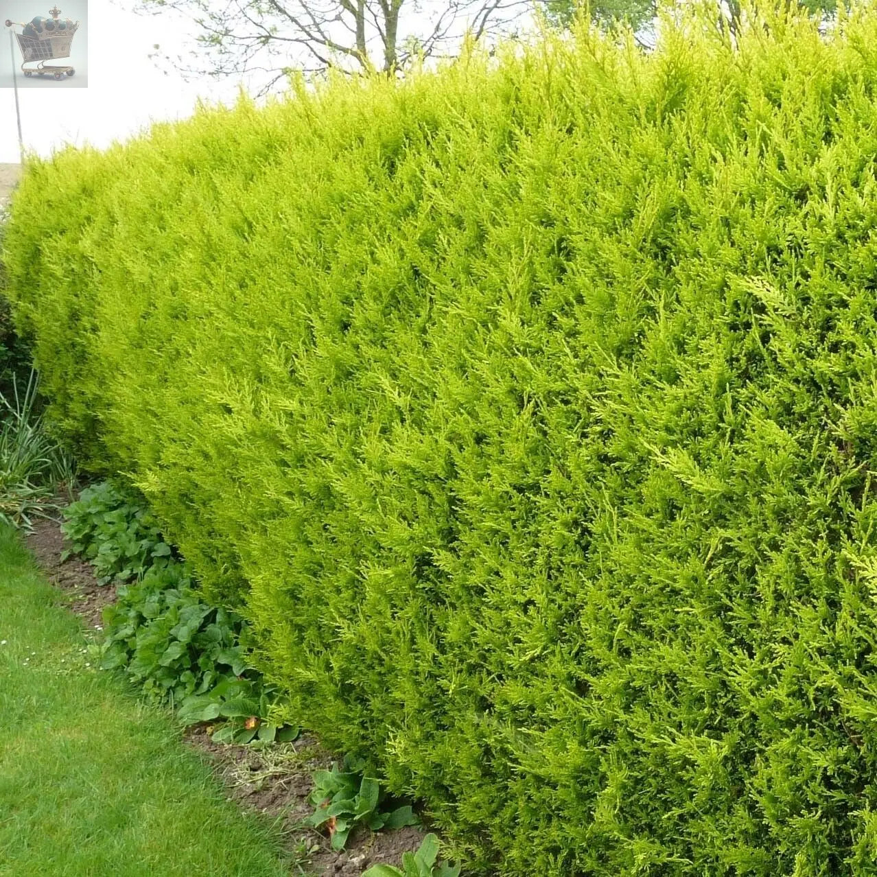 10 X LEYLANDII GOLD EVERGREEN CONIFER HEDGING CASTLEWELLAN - 1-2ft Royalcart