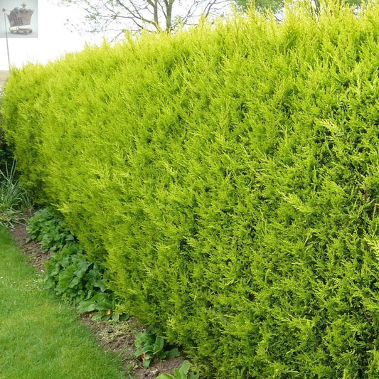 10 X LEYLANDII GOLD EVERGREEN CONIFER HEDGING CASTLEWELLAN - 1-2ft Royalcart