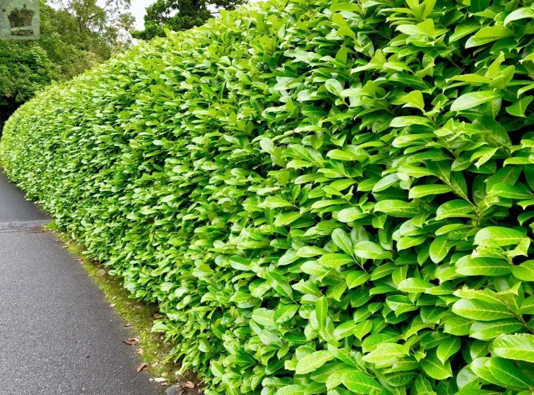 10 x 2.5-3ft Laurel Evergreen bare root hedge plants - low maintenance hedging(10 plants) Gearcourt